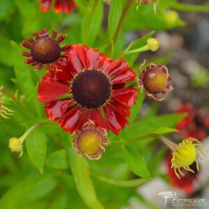 Helenium Red Jewel