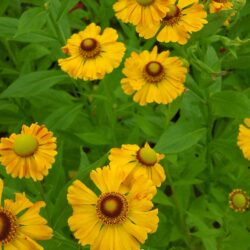 Helenium Zimblestern