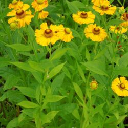 Helenium Zimblestern