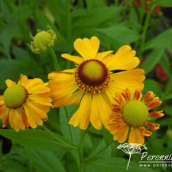 Helenium Zimblestern