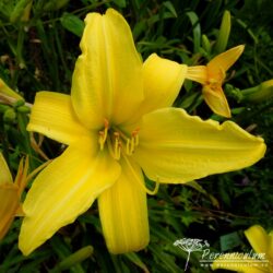 Hemerocallis Hemerocallis