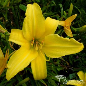 Hemerocallis Marion Vaughn