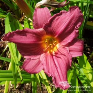 Hemerocallis Summer Wine