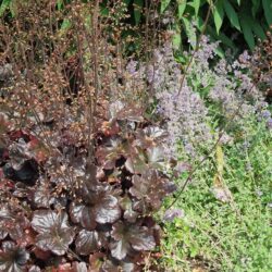 Heuchera Obsidian