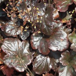 Heuchera Obsidian