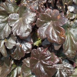 Heuchera Obsidian