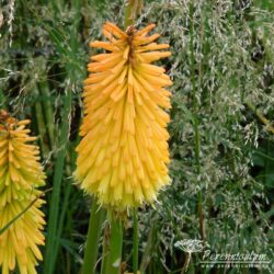 Kniphofia Kniphofia