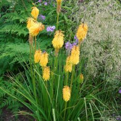 Kniphofia Bees Sunset