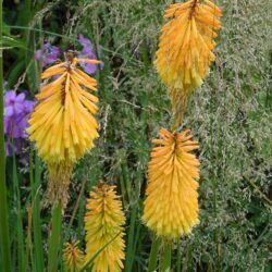 Kniphofia Bees Sunset