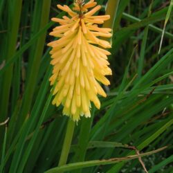 Kniphofia Bees Sunset