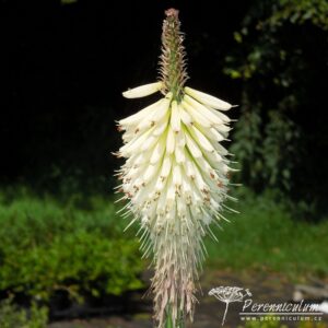 Kniphofia Ice Queen