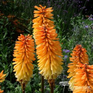 Kniphofia Tawny King