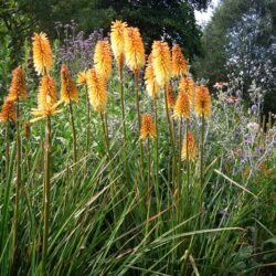 Kniphofia Tawny King