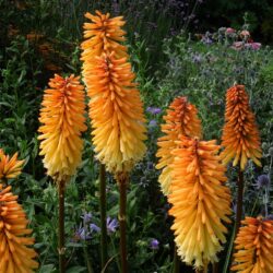 Kniphofia Tawny King