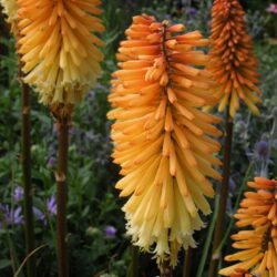 Kniphofia Tawny King