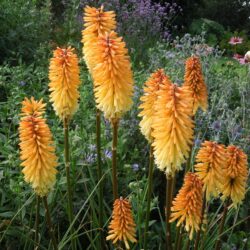 Kniphofia Tawny King