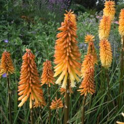 Kniphofia Tawny King