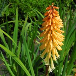 Kniphofia Tawny King