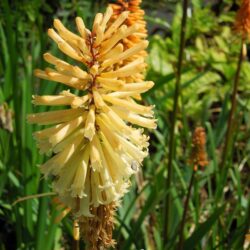Kniphofia Tawny King