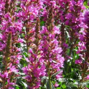 Lythrum salicaria Robin