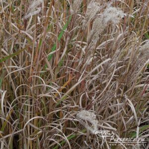Miscanthus sinensis Ferner Osten