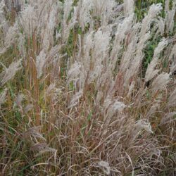 Miscanthus sinensis Ferner Osten