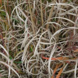 Miscanthus sinensis Ferner Osten