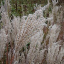 Miscanthus sinensis Ferner Osten