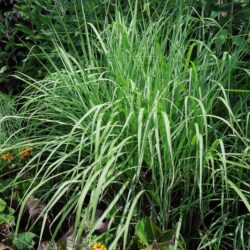 Miscanthus sinensis Ferner Osten