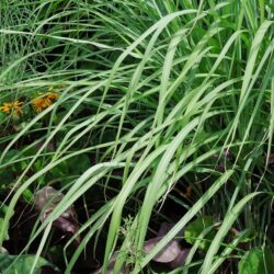 Miscanthus sinensis Ferner Osten