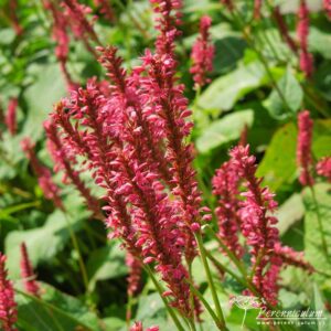 Persicaria amplexicaulis Firetail