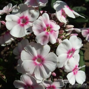 Phlox paniculata Europa