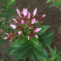 Phlox paniculata Europa