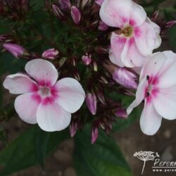 Phlox paniculata Europa