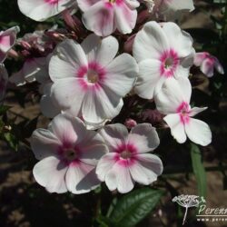 Phlox paniculata Europa