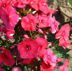 Phlox paniculata Juliglut