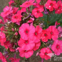 Phlox paniculata Juliglut