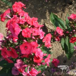 Phlox paniculata Juliglut