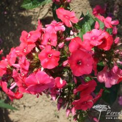 Phlox paniculata Juliglut