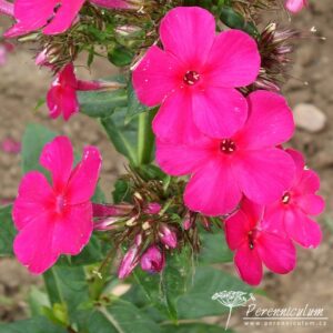 Phlox paniculata Karminvorläufer