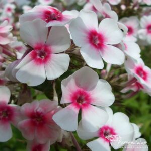 Phlox paniculata Kirmesländler