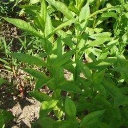 Phlox paniculata Kirmesländler