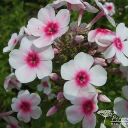 Phlox paniculata Kirmesländler