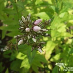 Phlox paniculata Kirmesländler