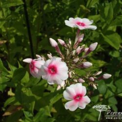 Phlox paniculata Kirmesländler
