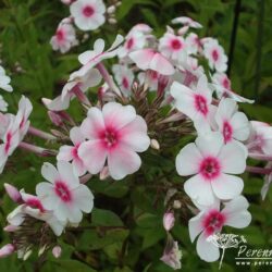 Phlox paniculata Kirmesländler