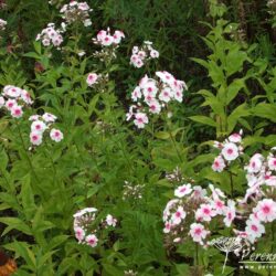 Phlox paniculata Kirmesländler