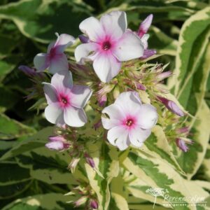 Phlox paniculata Norah Leigh
