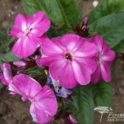 Phlox paniculata Wilhelm Kesselring