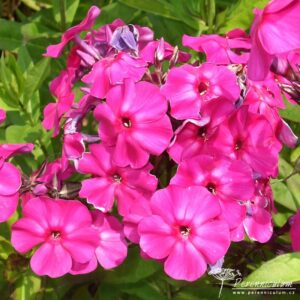 Phlox paniculata Ďaďa Pavlik